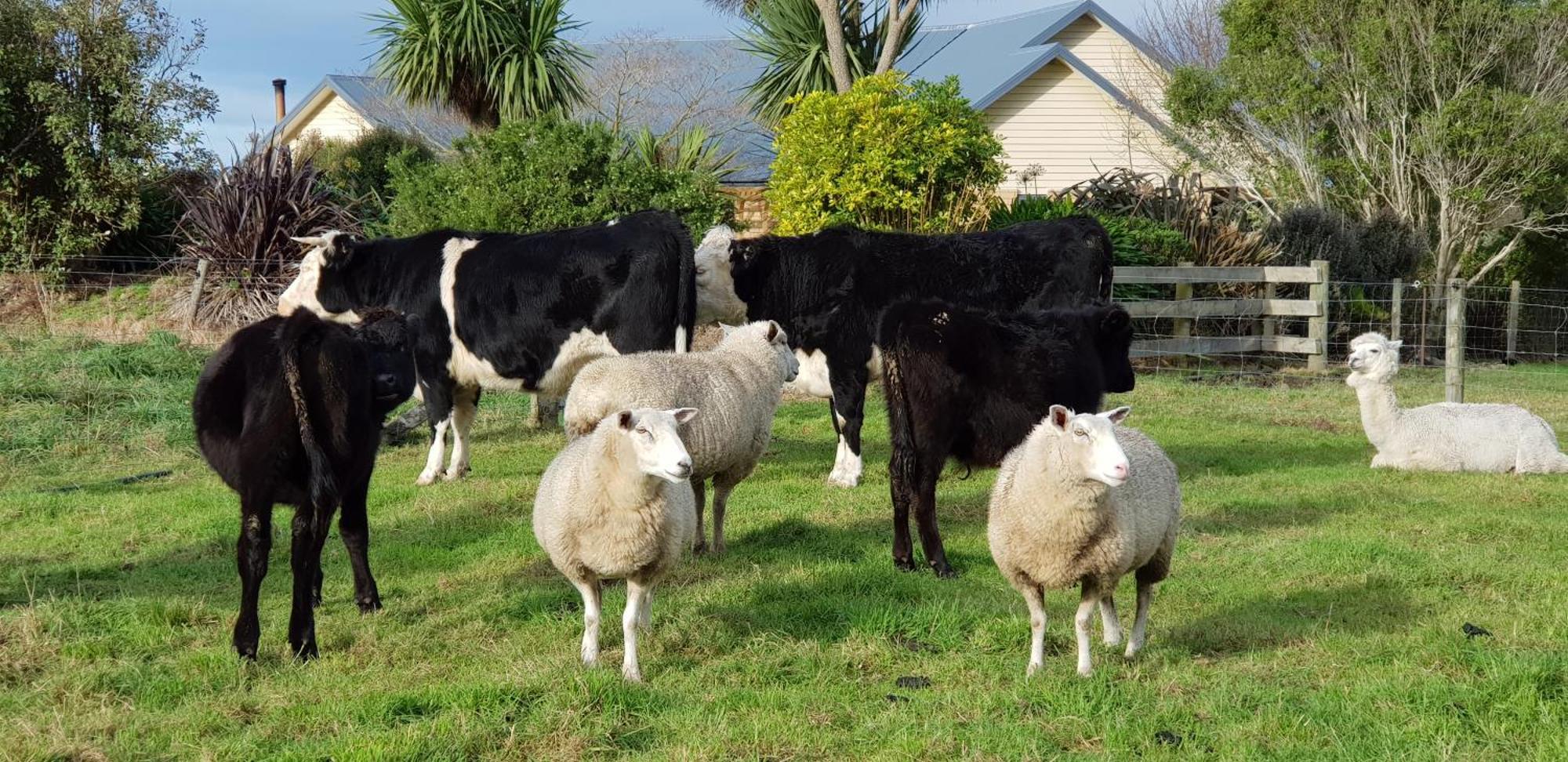 Awatea Country Bed & Breakfast Kaikoura Eksteriør bilde