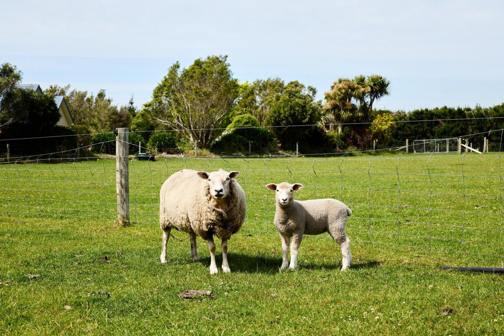 Awatea Country Bed & Breakfast Kaikoura Eksteriør bilde