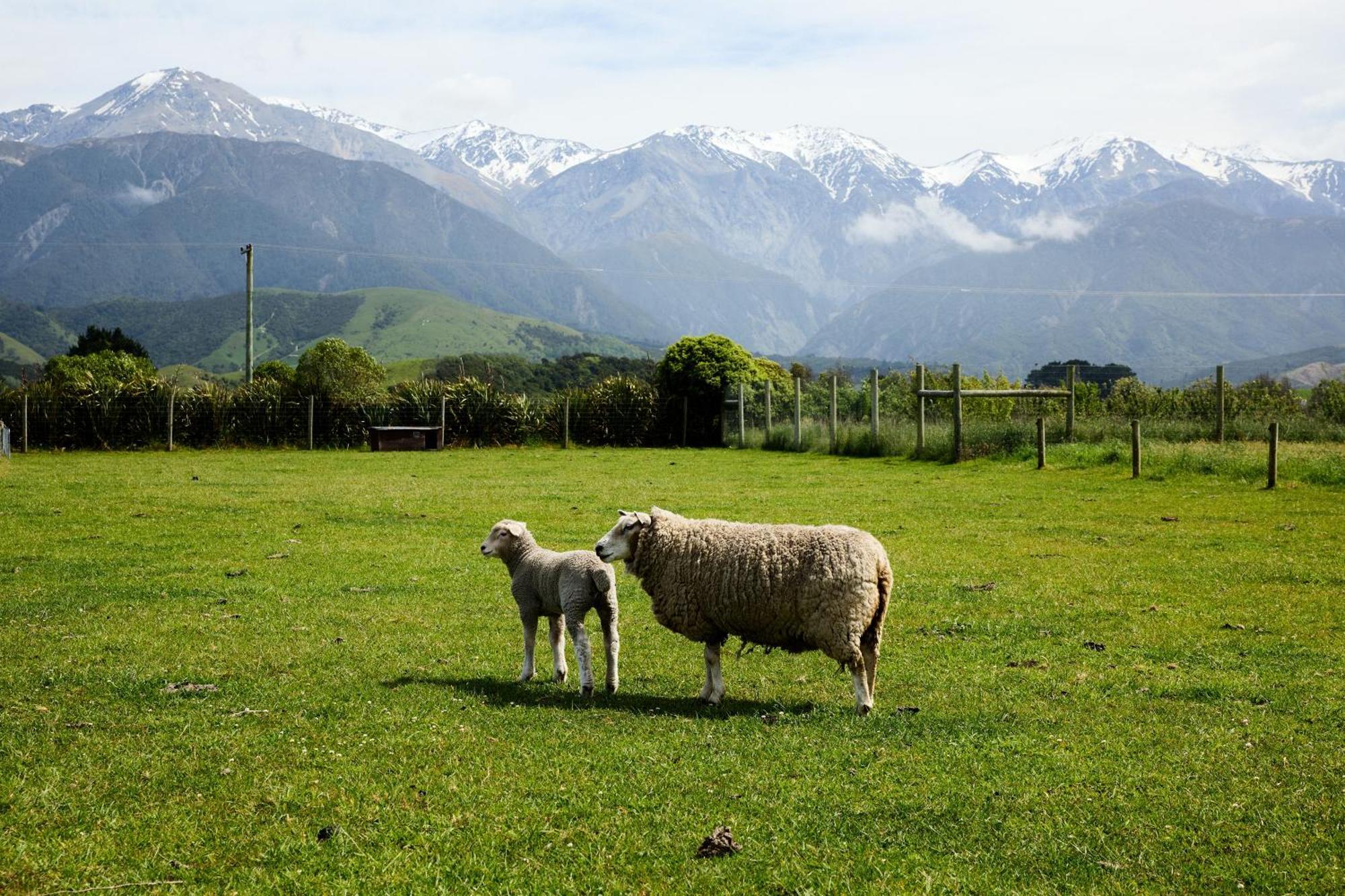 Awatea Country Bed & Breakfast Kaikoura Eksteriør bilde