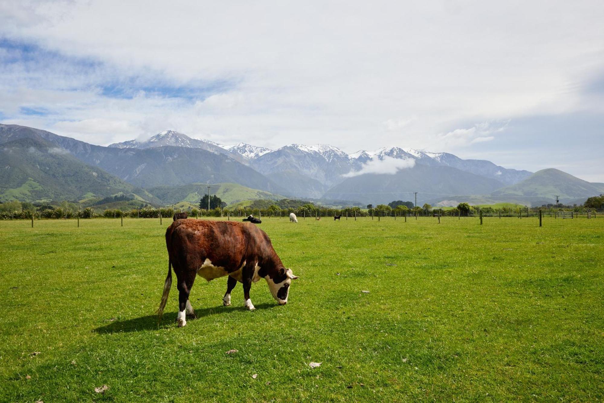 Awatea Country Bed & Breakfast Kaikoura Eksteriør bilde